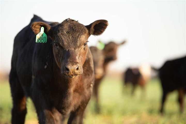 Small Angus calf looking straight ahead in front of other cattle.