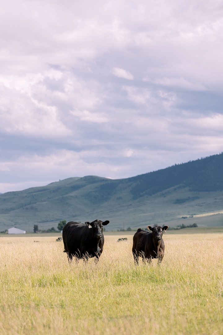 coleman herd