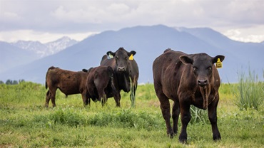 Mountain pasture