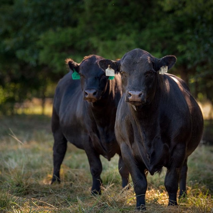 Two Angus bulls standing underneath a shaded area in a pasture.