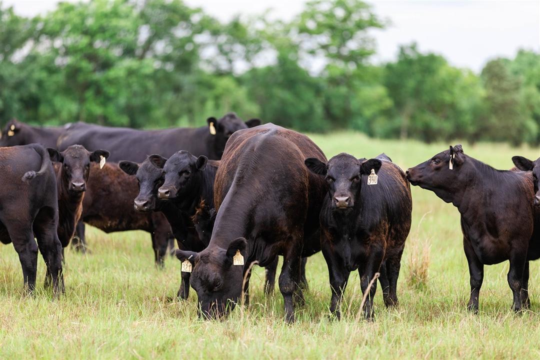 Group of cows and calves grazing in a green pasture.