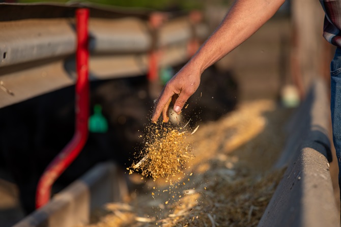 cattle feeding in a bunk