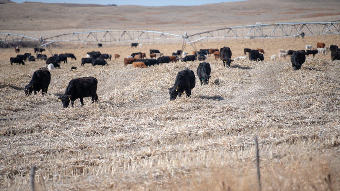 Windrow grazing, sometimes called swath grazing, is a management practice that can significantly reduce harvesting and feeding costs. [Photo by Troy Walz.]