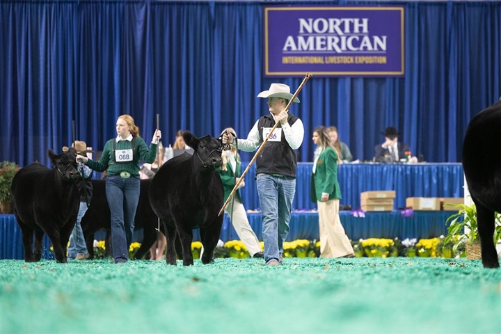 A class of black Angus heifers entering the ring at the 2025 North American International Livestock Exhibition in Louisville, Kentucky.