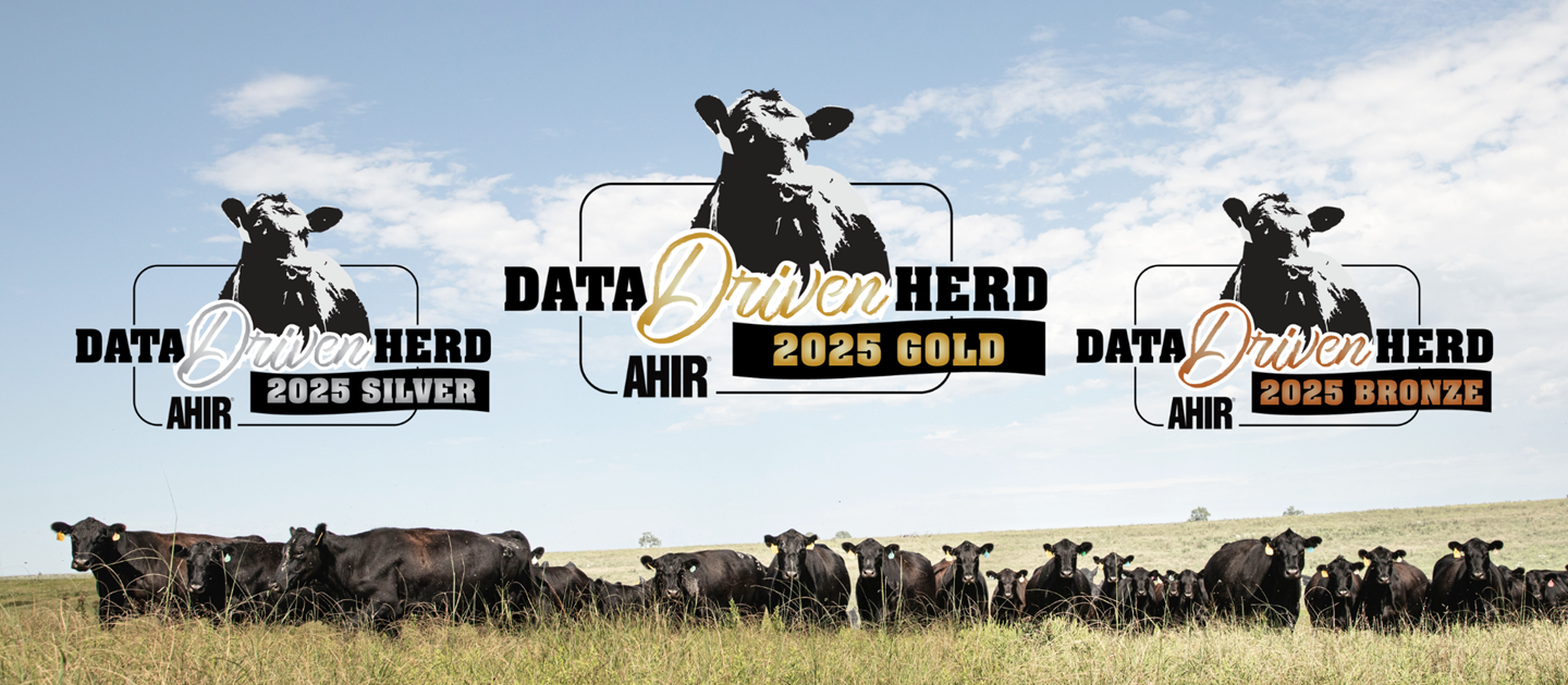 Data Driven herd logos of bronze, silver, and gold.
