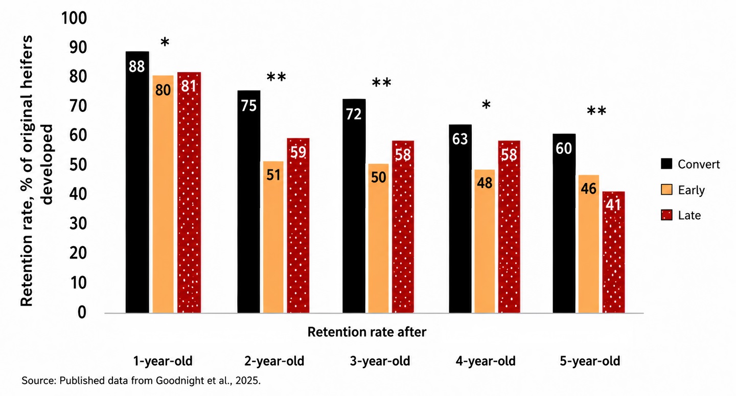 Retention rate of converting March-born heifers into a May-calving herd compared to May-born heifers