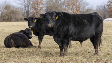 bulls in pasture