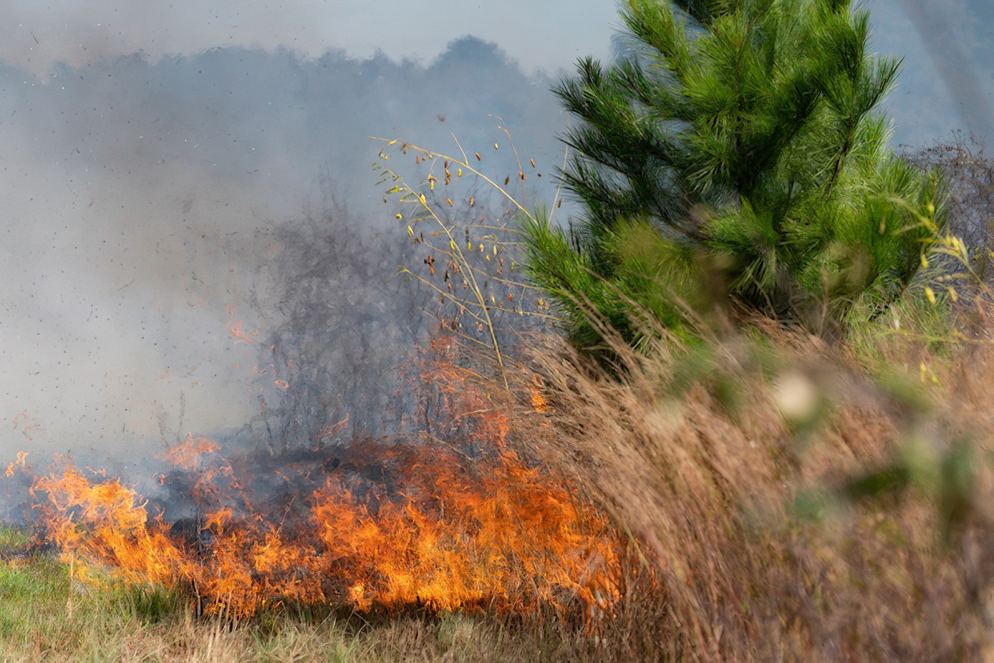 Prescribed burn