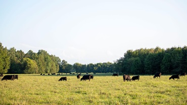 A group of black Angus cattle grazing in a lush green pasture underneath blue skies.