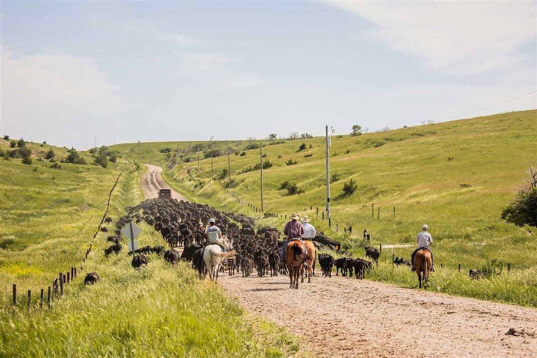 A group of cowboys on horseback moving cattle to a new pasture full of green grass.