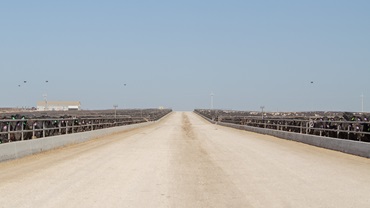 feedyard
