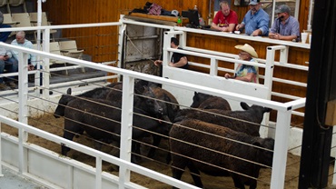 calves in auction ring