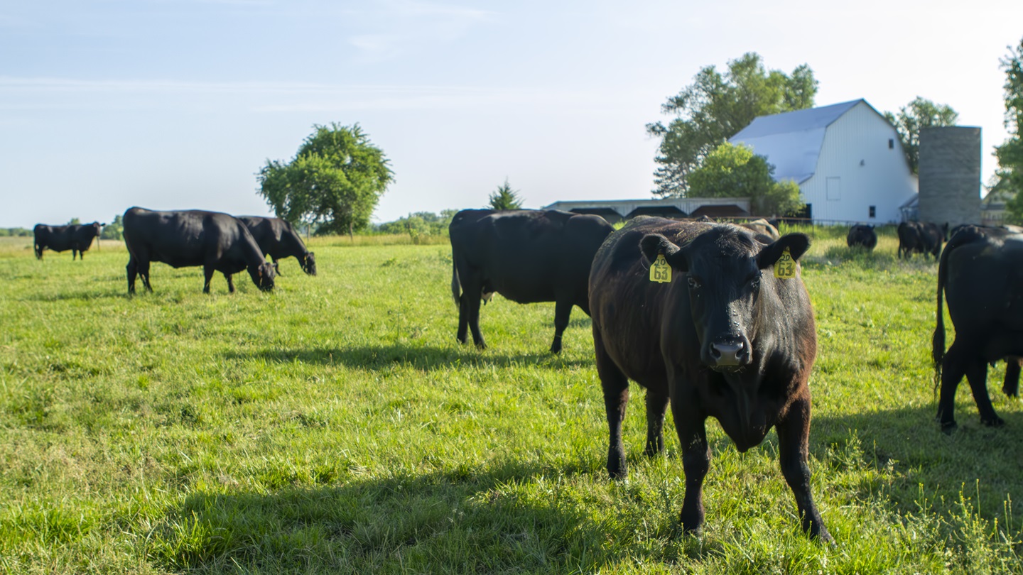  cattle with files