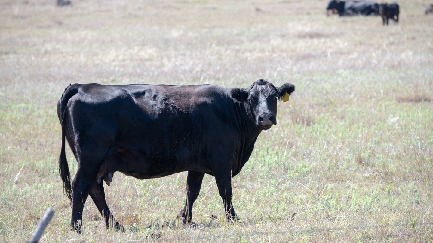 cow in the field