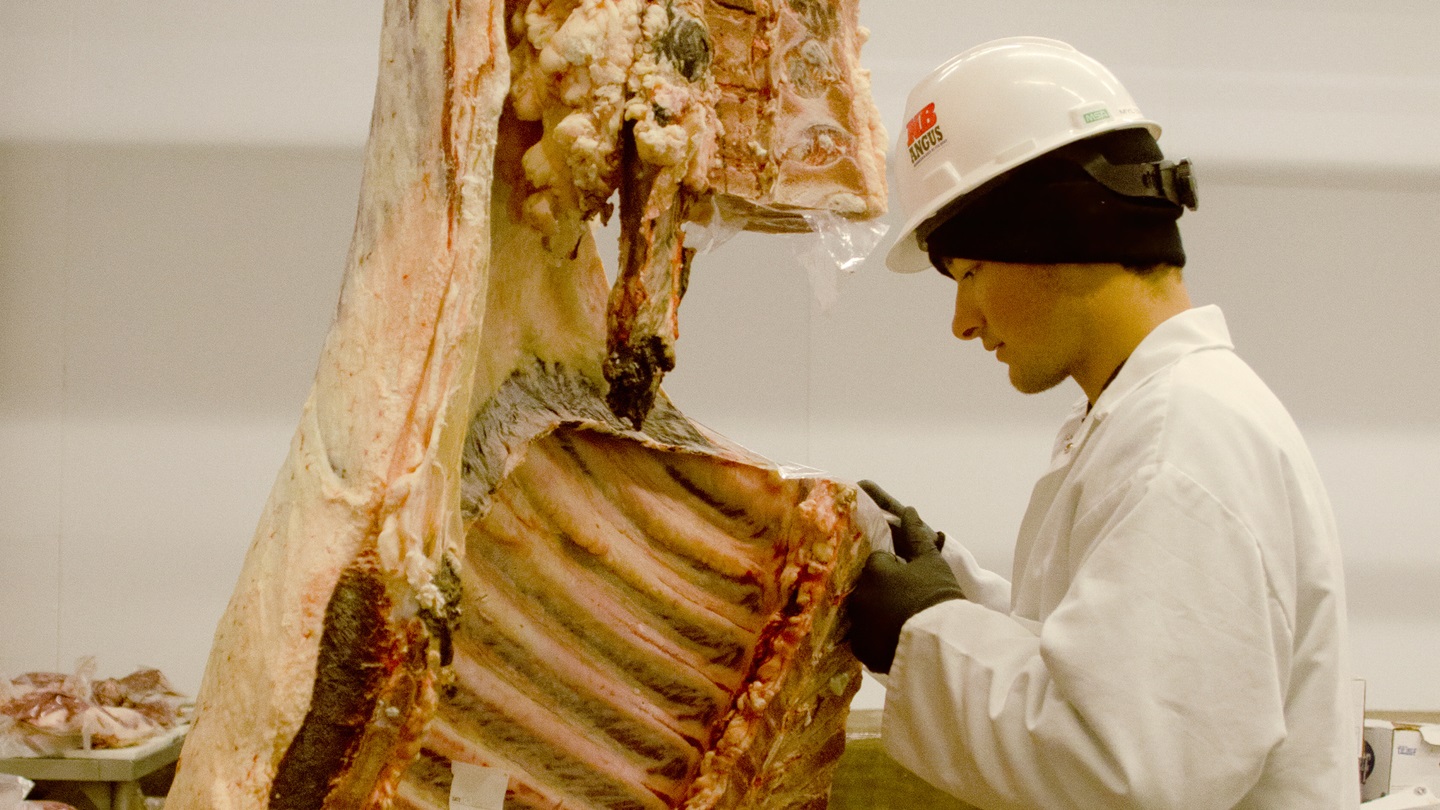 Measuring a ribeye