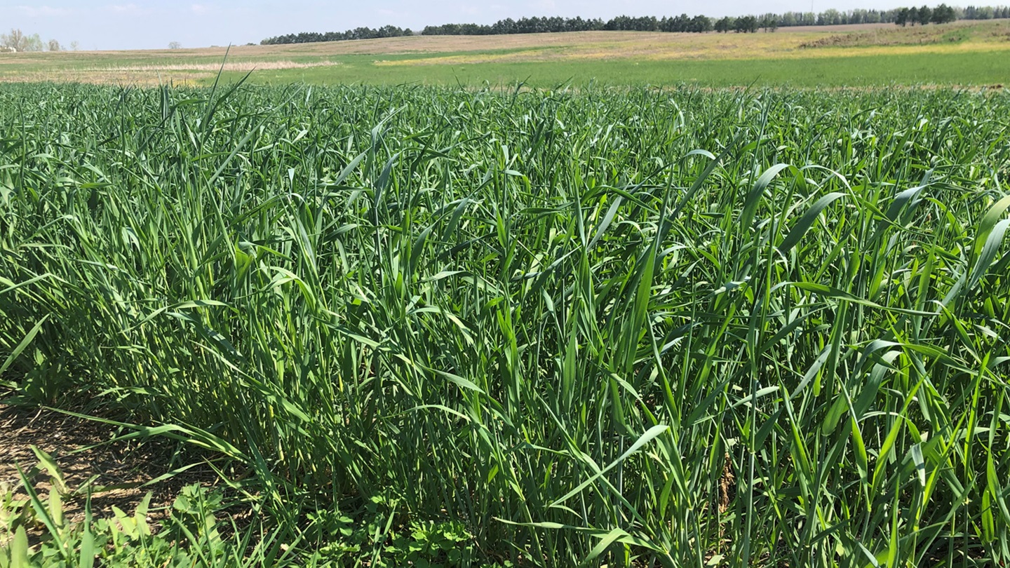 rye