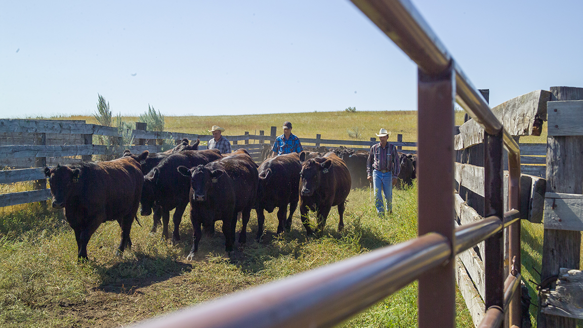 men working cattle