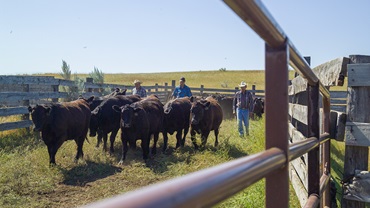 men working cattle