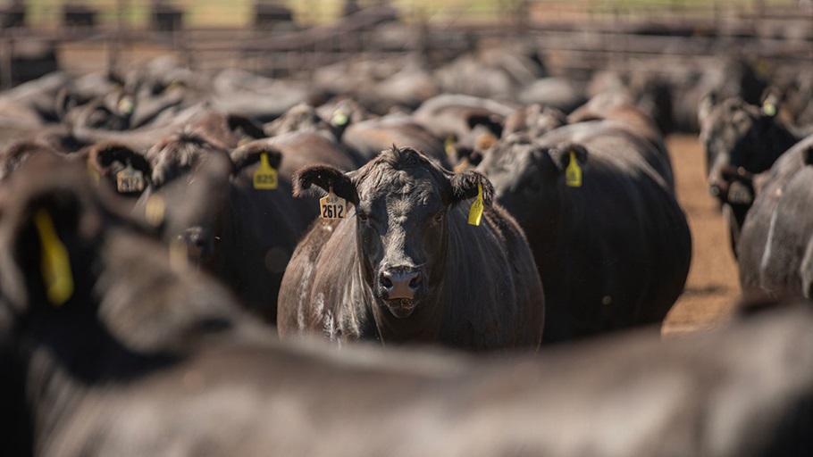 Angus cattle in a feedyard