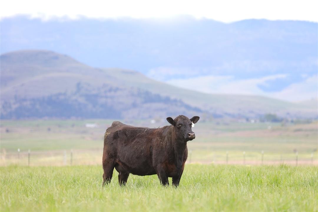 A black Angus heifer standing alone in a green pasture at dusk.