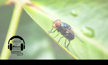 New World screwworm adult fly on a leaf. 