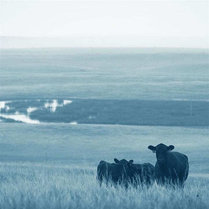 A few Angus cows standing in a pasture - blue overlay.