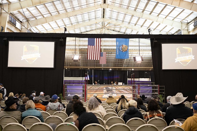 2024 Angus Foundation Heifer Package