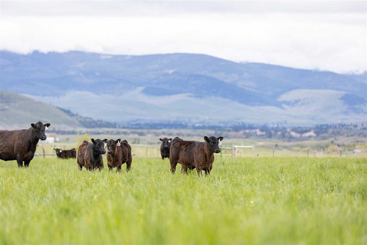 Calves on pasture in mountain valley.