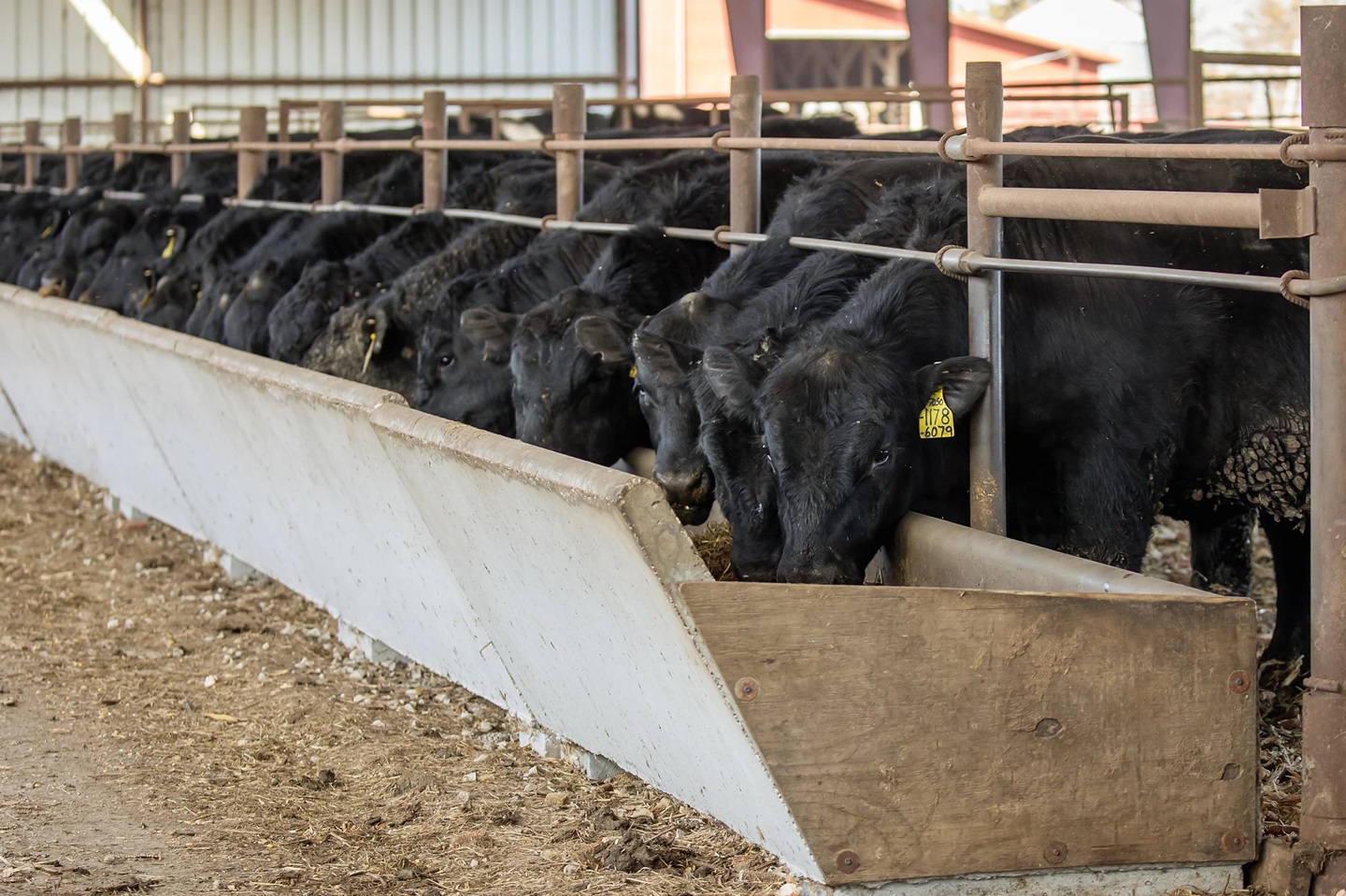 cattle at feed bunk