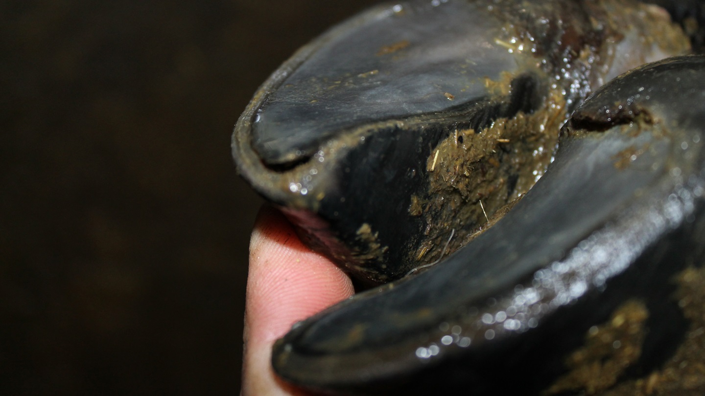 White Line toe-tip necrosis