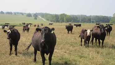 cattle