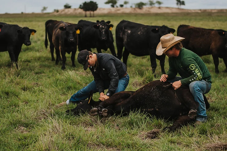 two boys holding calf down