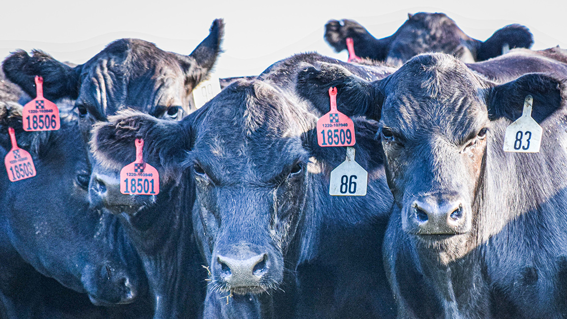 Weaned Calves