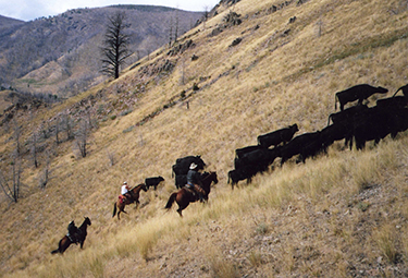 cattle going up a hill