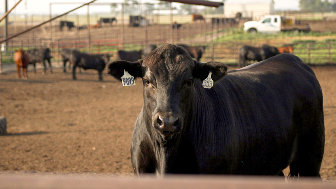 Bull