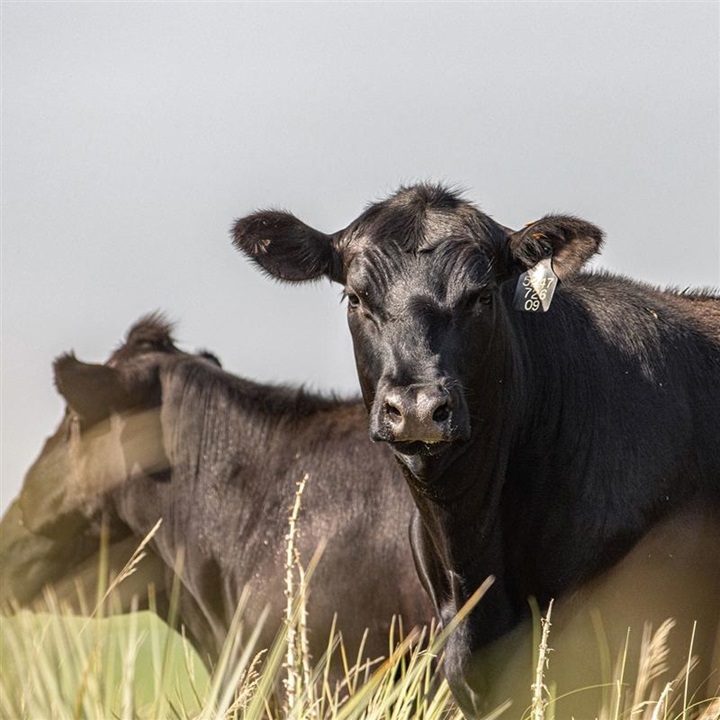 Black Angus cow facing forward amongst pasture of other cattle looking away