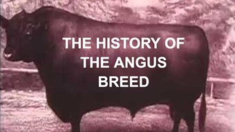 The History of the Angus breed image thumbnail