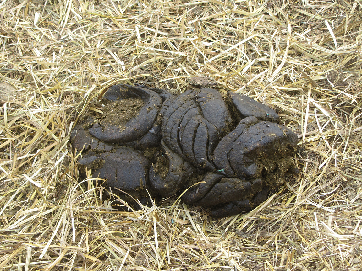 manure scoring 