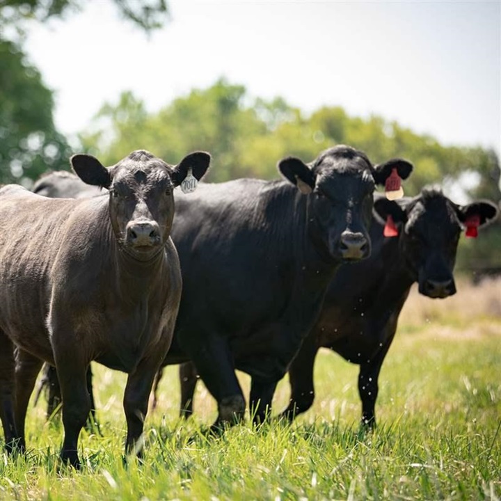 Group of Angus Calves standing in a green pasture underneath the trees.