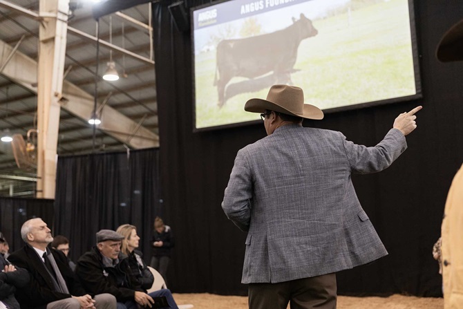 2024 Angus Foundation Heifer Package