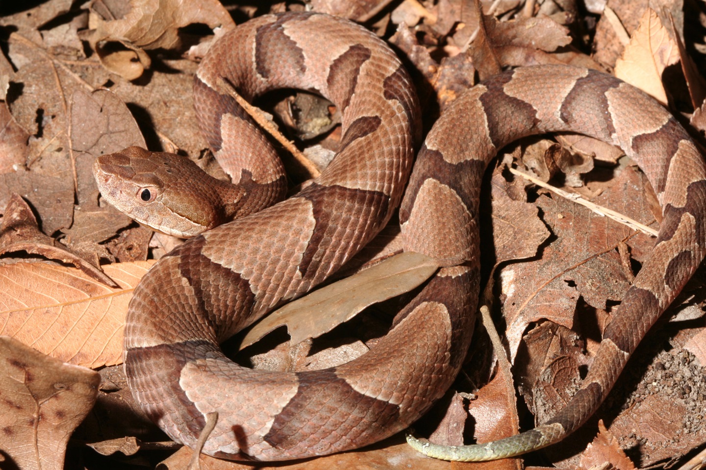 Venomous-copperhead