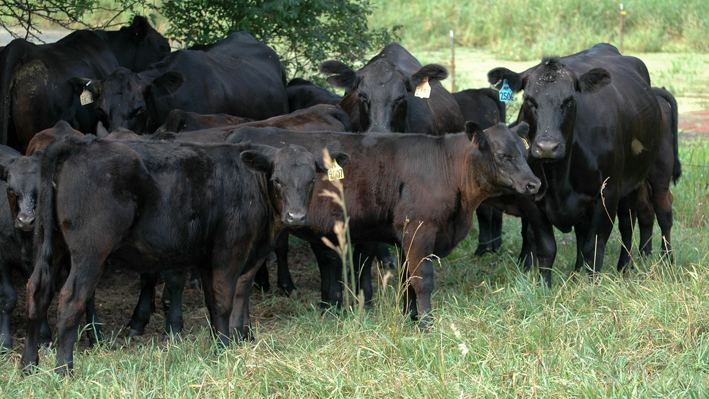 cattle on pasture