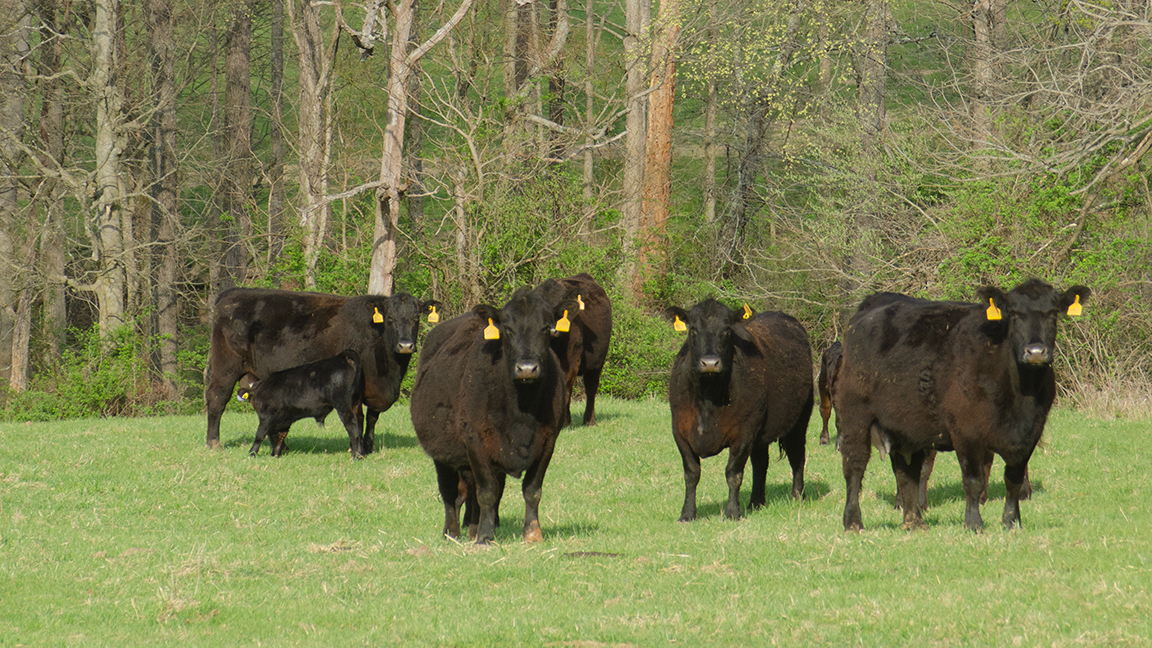 cattle in field