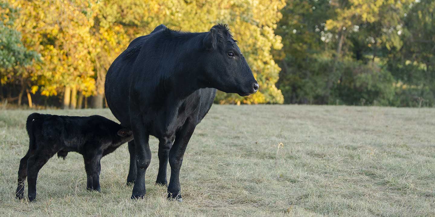 cow-calf