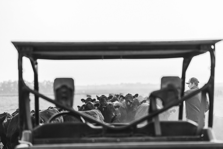 Cows behind a tractor