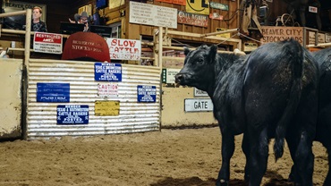 calf at auction barn