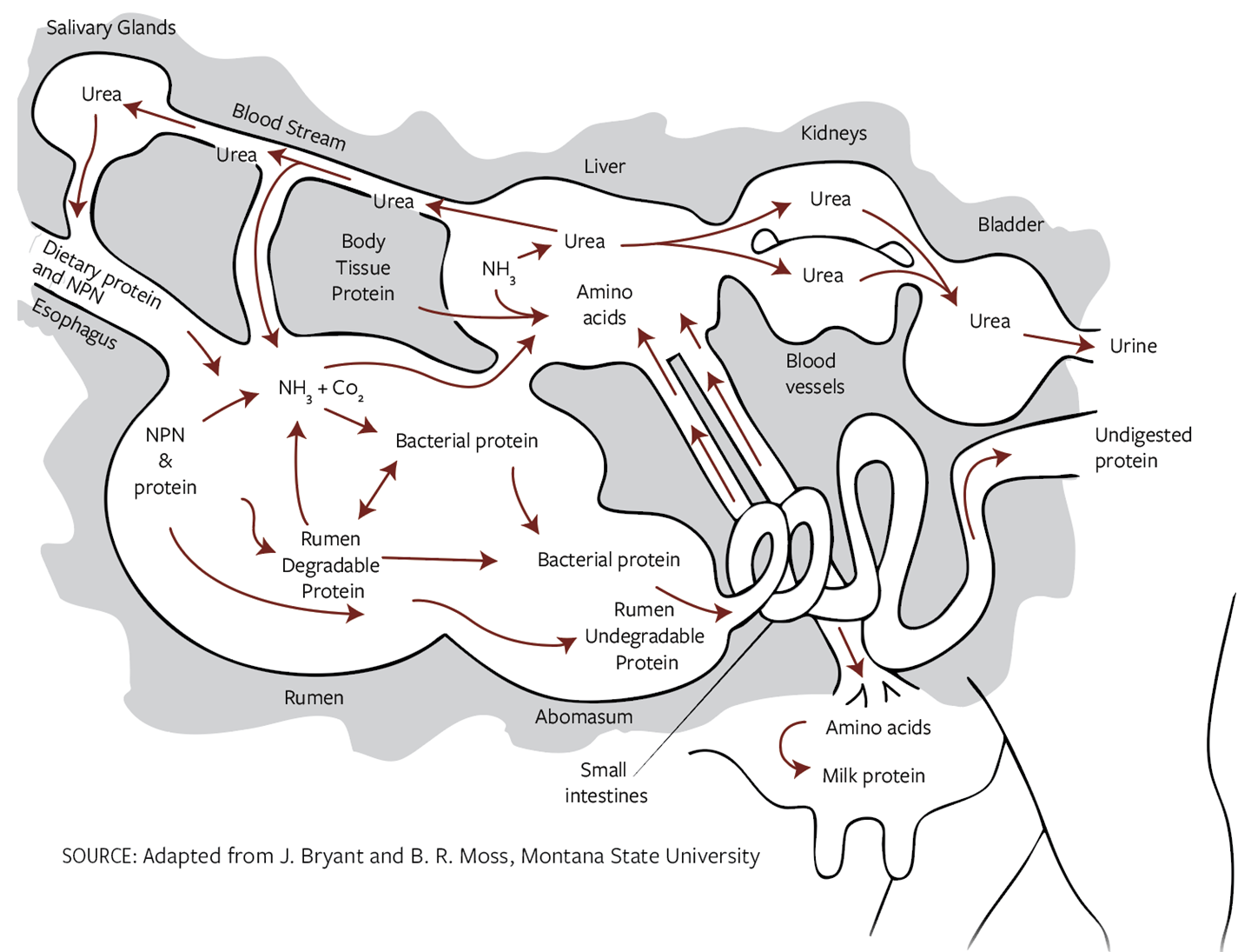 Fig. 1: Protein pathways in the ruminant