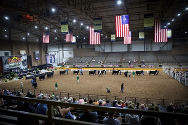 A full show ring of American Angus junior members and their heifers at the National Junior Angus Show.