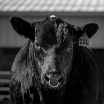 Angus bull up close image.