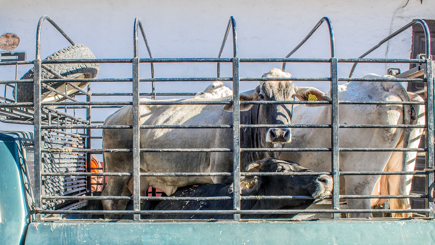 cattle at the border